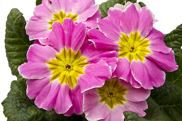 Image showing Flowers