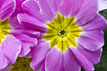 Image showing Flowers