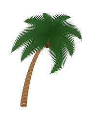 Image showing coconut palm tree