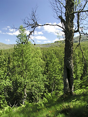 Image showing Nature Landscape