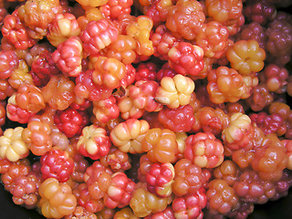 Image showing Fresh cloudberry 