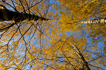 Image showing Amazing birch tree yellow leaves autumn background 
