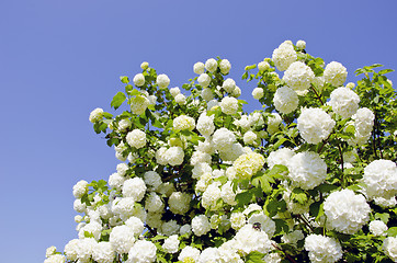 Image showing viburnum snowball blooms 