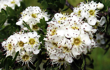 Image showing Almond tree blossoms