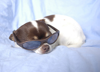 Image showing chihuahua with sunglasses