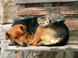 Image showing cat and dog