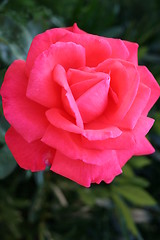 Image showing Wonderful Super Star rose