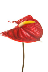 Image showing red anthurium flower, isolated on white 