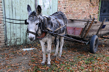 Image showing Gray Donkey and Cart