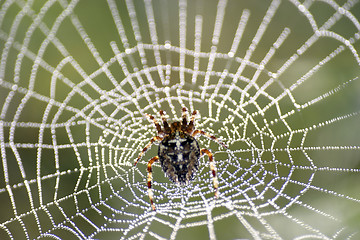 Image showing Spider