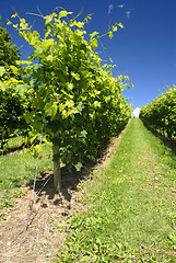 Image showing Vineyard