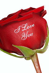 Image showing Red Rose that says I Love You