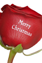 Image showing Beautiful Red Rose with Merry Christmas written on it