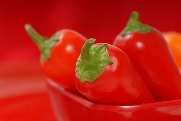 Image showing Variety of chili peppers