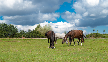 Image showing grazing horses on grass field