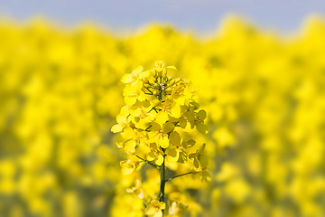 Image showing Close up of a Rape field