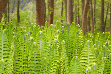 Image showing Closeup of a Green Fern