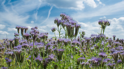 Image showing HDR natural summer scenery