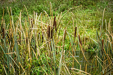 Image showing reeds at the pond