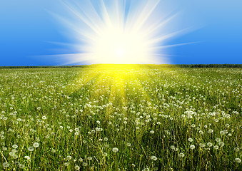 Image showing Field of white dandelions