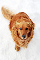 Image showing Dog sitting at snow