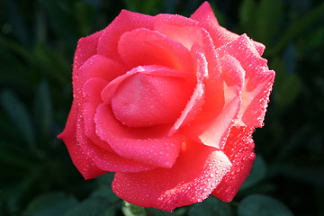 Image showing Lovely Super Star rose after rain