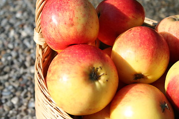 Image showing Apples in basket