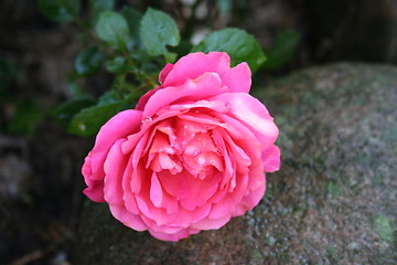 Image showing Lovely little rose which rest on stone