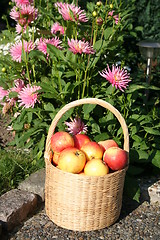Image showing Apples in basket and dahlias
