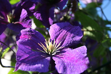 Image showing Close up of Jackmanii flower