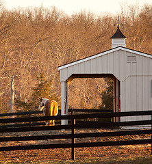 Image showing Horse in paddock by stable at sunset