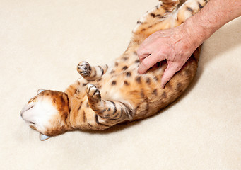 Image showing Bengal kitten having tummy rubbed