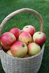 Image showing Basket with apples on grass