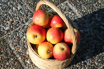 Image showing James Grieves apples