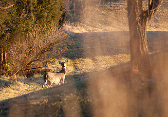 Image showing Wild deer visible through long grass