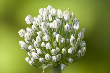 Image showing Blossoming onions I