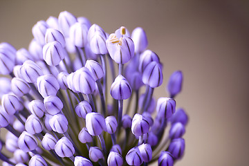 Image showing Blossoming onions II