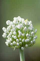 Image showing Blossoming onions III