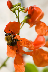 Image showing Blossoming haricot