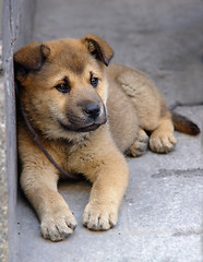 Image showing Lonely puppy