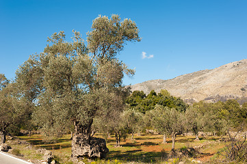 Image showing Olive grove