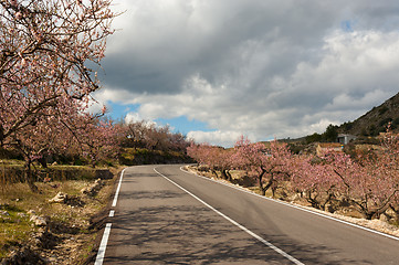 Image showing Costa Blanca during almond blossom