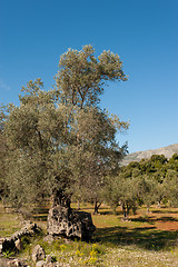 Image showing Olive plantation