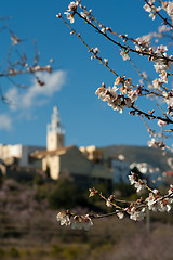 Image showing Flowering almond trees