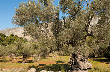 Image showing Centennial olive tree