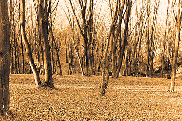 Image showing Autumn forest. Sepia