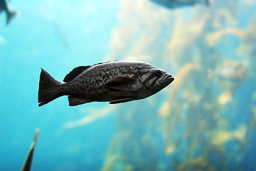 Image showing Fish in the ocean