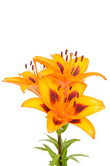 Image showing Orange lily flowers