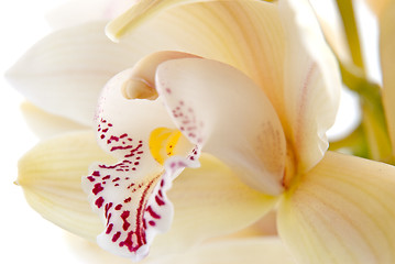 Image showing Orchid flower close-up, selective focus 