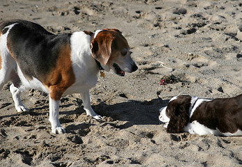 Image showing 2 dogs playing